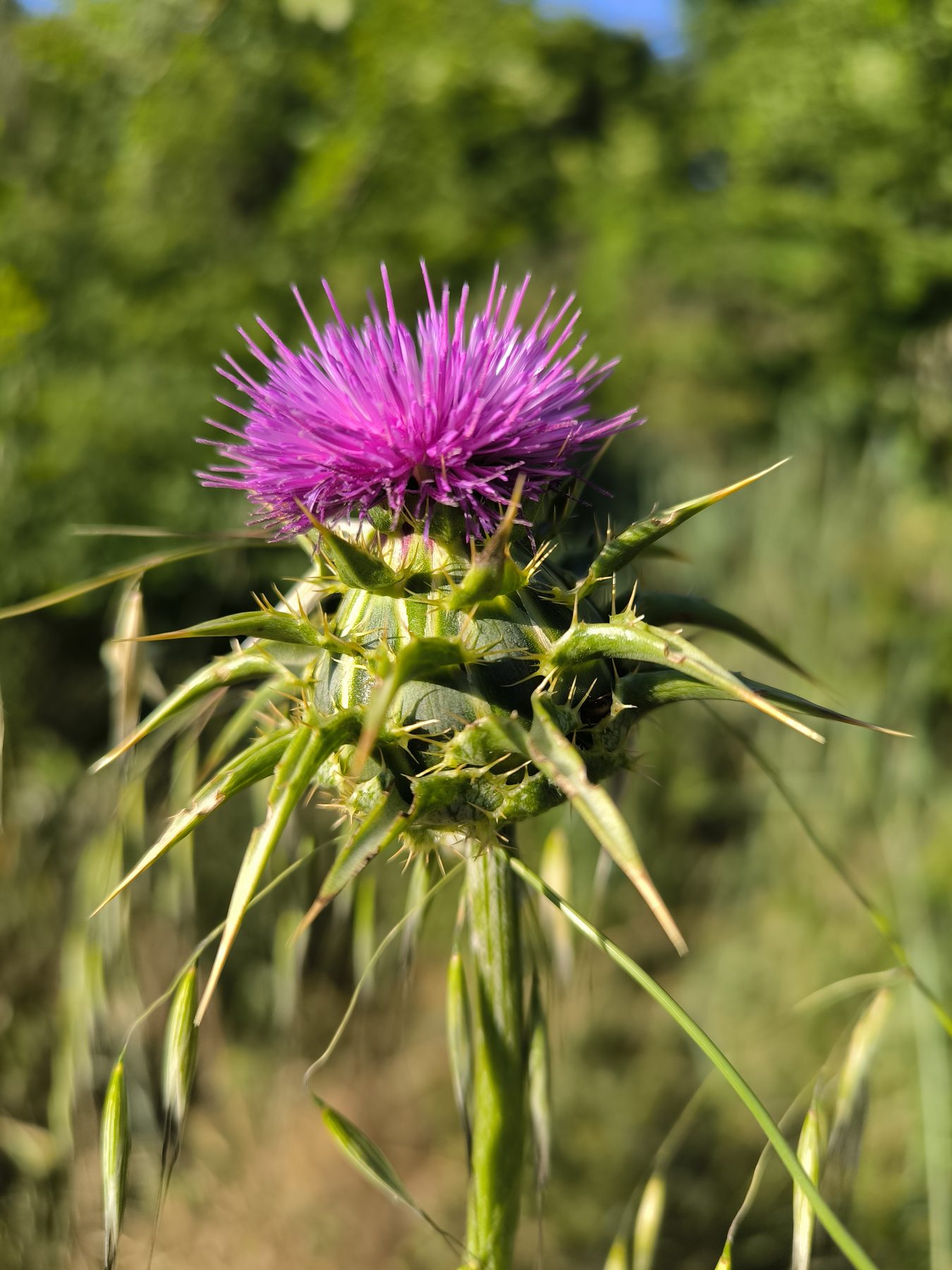 Une fleur de chardon violette dans la lumière
